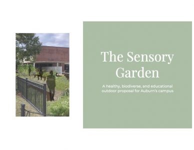 The Sensory Garden