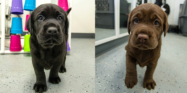 Psychology professor helping to identify best dogs for Vapor Wake program