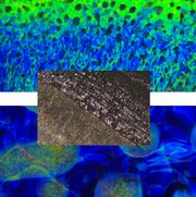 CELLULOSE NANOCRYSTALS